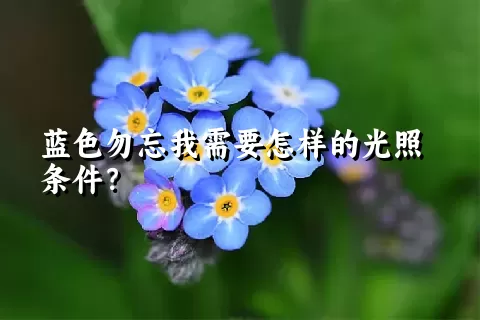 蓝色勿忘我需要怎样的光照条件？