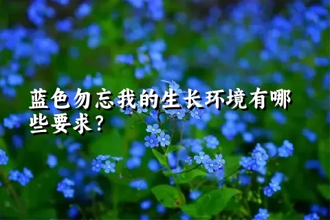 蓝色勿忘我的生长环境有哪些要求？