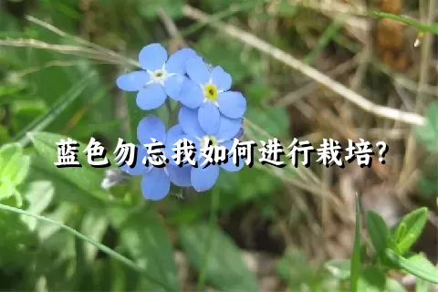 蓝色勿忘我如何进行栽培？