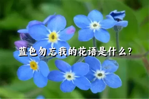 蓝色勿忘我的花语是什么？