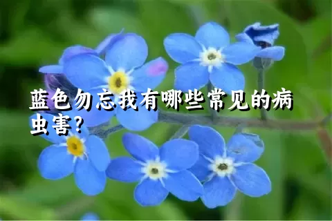 蓝色勿忘我有哪些常见的病虫害？