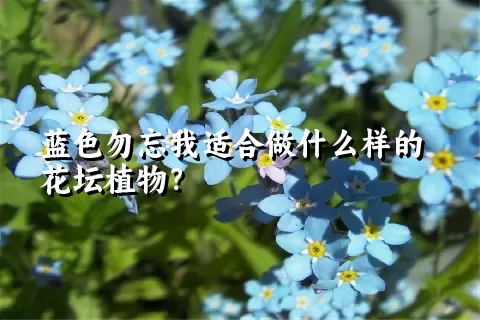 蓝色勿忘我适合做什么样的花坛植物？