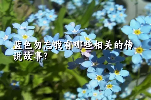 蓝色勿忘我有哪些相关的传说故事？