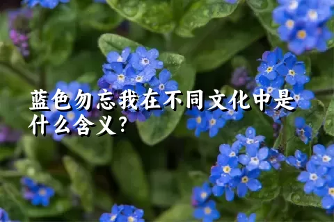 蓝色勿忘我在不同文化中是什么含义？