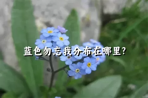 蓝色勿忘我分布在哪里?