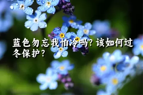 蓝色勿忘我怕冷吗？该如何过冬保护？