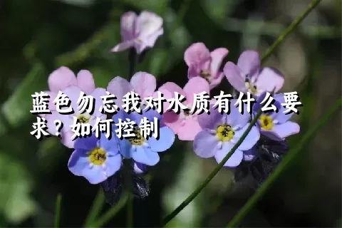 蓝色勿忘我对水质有什么要求？如何控制