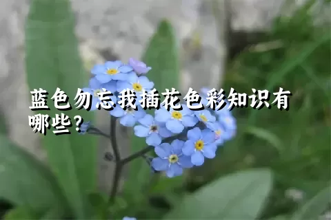 蓝色勿忘我插花色彩知识有哪些？