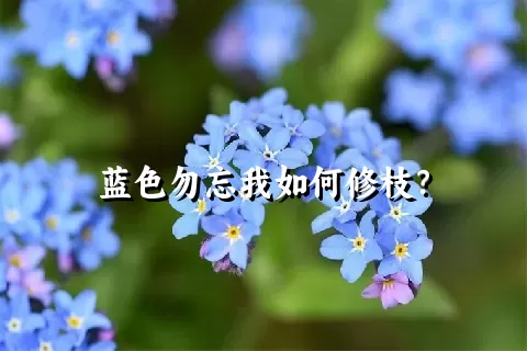 蓝色勿忘我如何修枝？