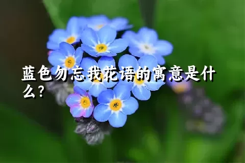 蓝色勿忘我花语的寓意是什么？