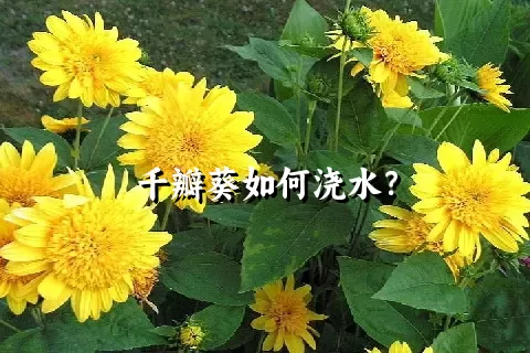 千瓣葵如何浇水？