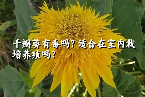 千瓣葵有毒吗？适合在室内栽培养殖吗？