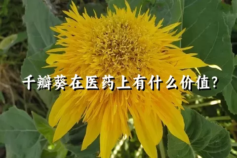 千瓣葵在医药上有什么价值？