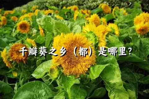 千瓣葵之乡（都）是哪里？