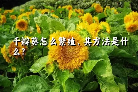 千瓣葵怎么繁殖，其方法是什么？