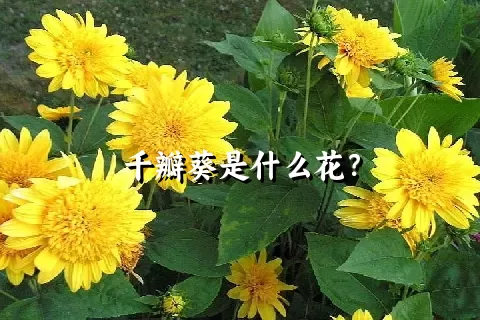 千瓣葵是什么花？