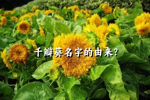 千瓣葵名字的由来？