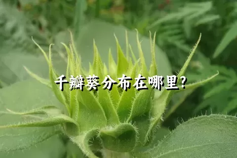 千瓣葵分布在哪里?