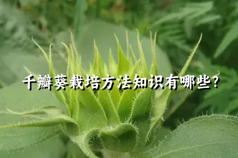 千瓣葵栽培方法知识有哪些？