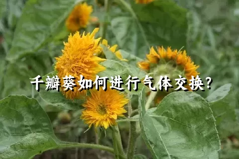 千瓣葵如何进行气体交换？