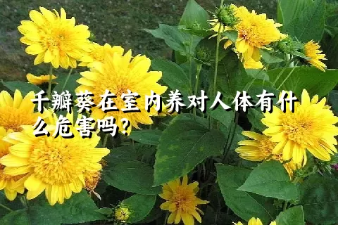 千瓣葵在室内养对人体有什么危害吗？