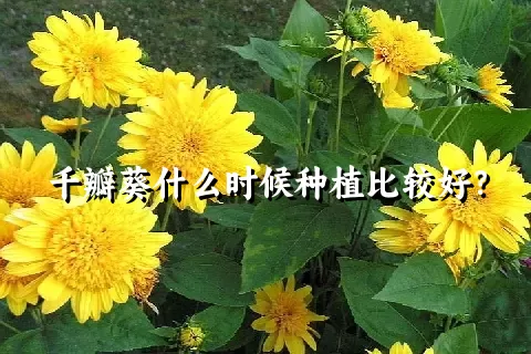 千瓣葵什么时候种植比较好？