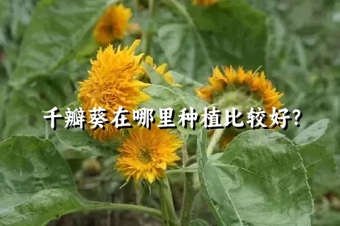 千瓣葵在哪里种植比较好？