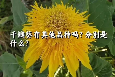 千瓣葵有其他品种吗？分别是什么？