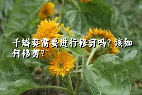 千瓣葵需要进行修剪吗？该如何修剪？