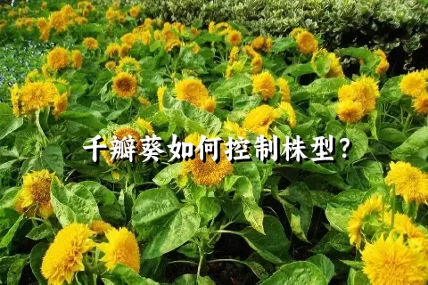 千瓣葵如何控制株型？