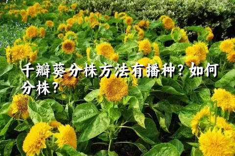 千瓣葵分株方法有播种？如何分株？