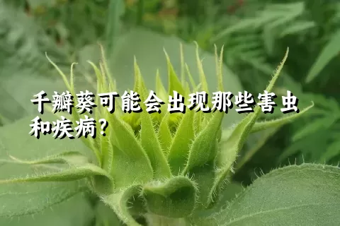 千瓣葵可能会出现那些害虫和疾病？