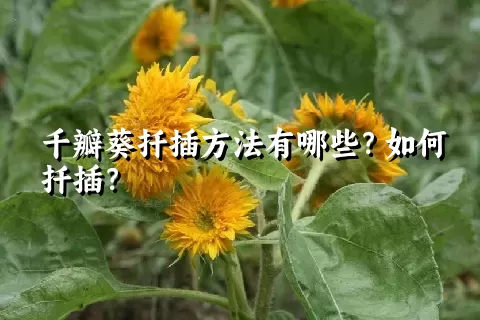 千瓣葵扦插方法有哪些？如何扦插？