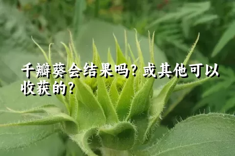 千瓣葵会结果吗？或其他可以收获的？