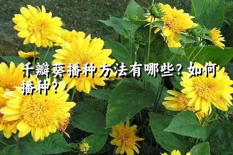 千瓣葵播种方法有哪些？如何播种？