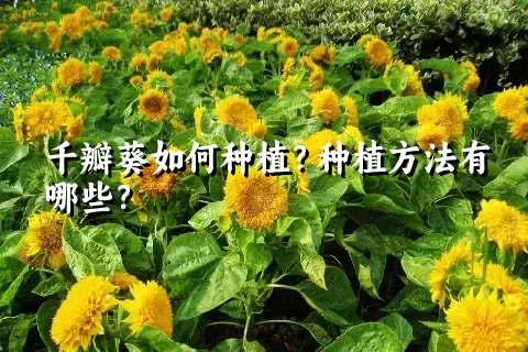 千瓣葵如何种植？种植方法有哪些？