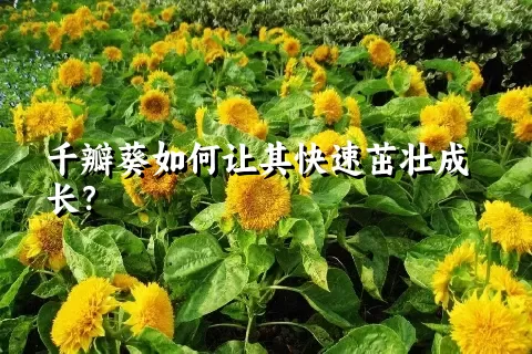 千瓣葵如何让其快速茁壮成长？