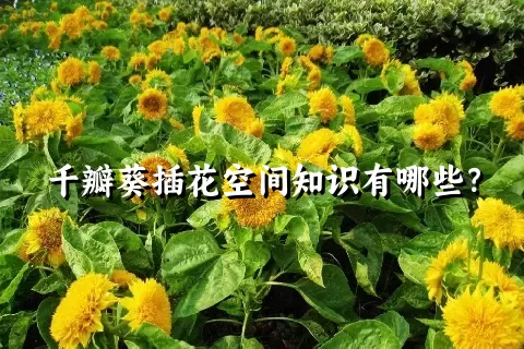 千瓣葵插花空间知识有哪些？