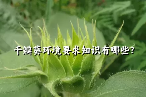 千瓣葵环境要求知识有哪些？