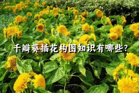 千瓣葵插花构图知识有哪些？