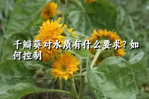 千瓣葵对水质有什么要求？如何控制