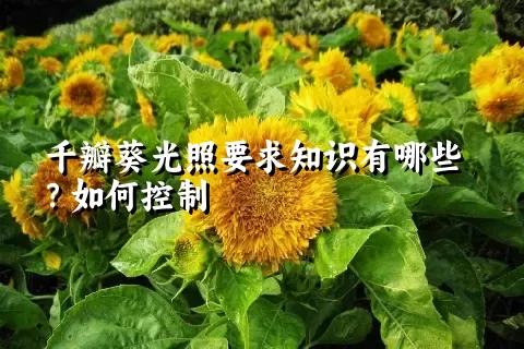 千瓣葵光照要求知识有哪些？如何控制