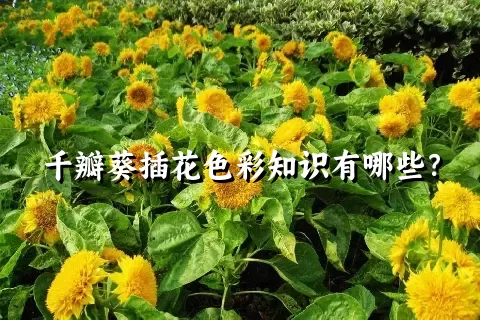 千瓣葵插花色彩知识有哪些？