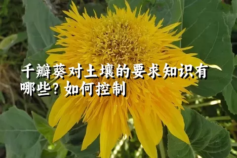 千瓣葵对土壤的要求知识有哪些？如何控制