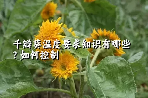 千瓣葵温度要求知识有哪些？如何控制