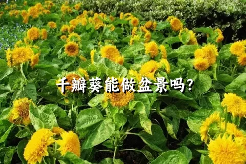 千瓣葵能做盆景吗？