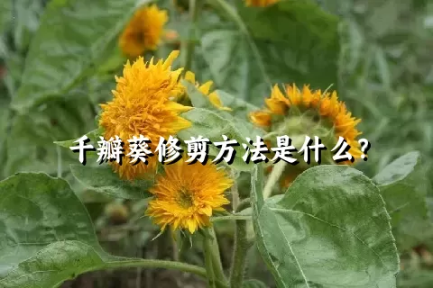 千瓣葵修剪方法是什么？