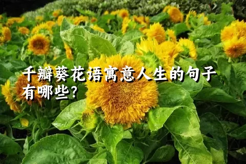 千瓣葵花语寓意人生的句子有哪些？