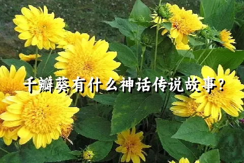 千瓣葵有什么神话传说故事？