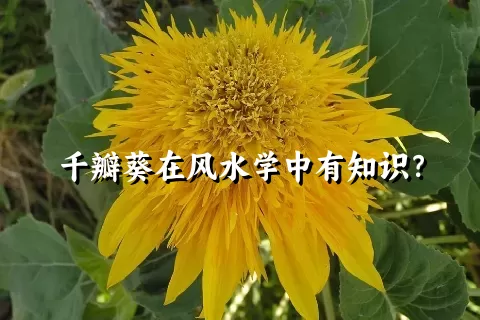 千瓣葵在风水学中有知识？